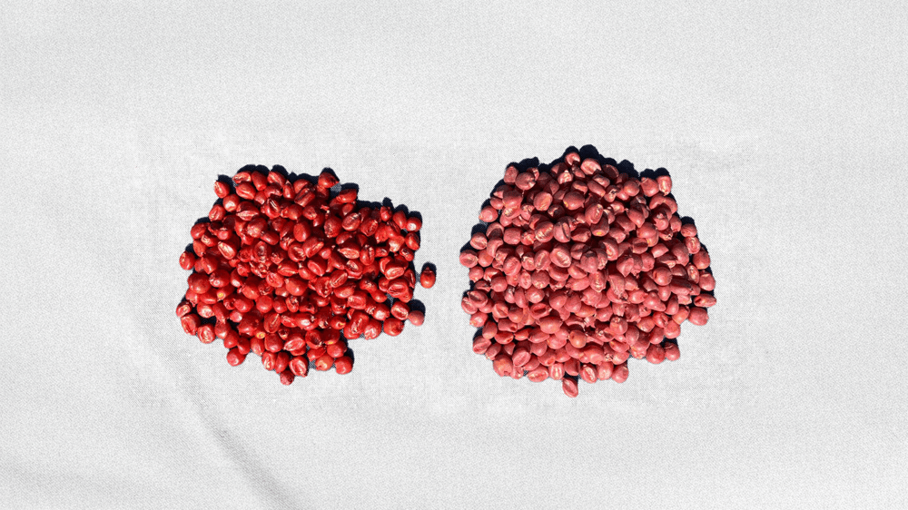 Treated Vs Untreated