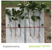 cotton control 2