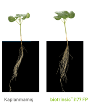 cotton control