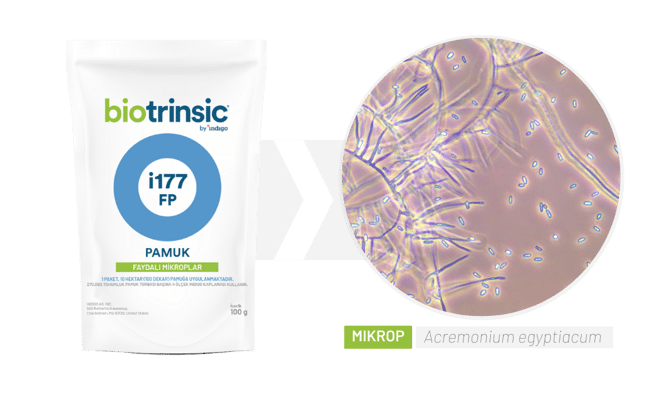 i177 Microbe (1)