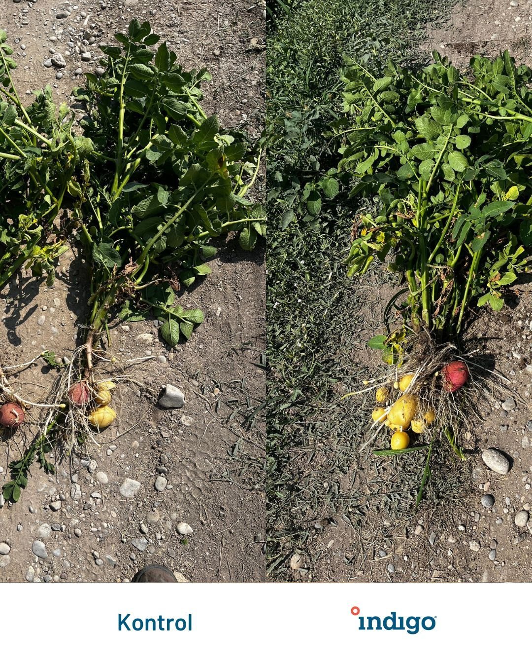 i30 WD Potato (2)