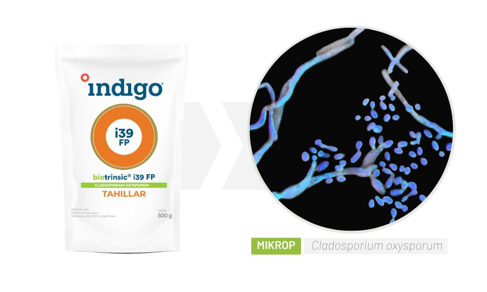 i39FP Microbe
