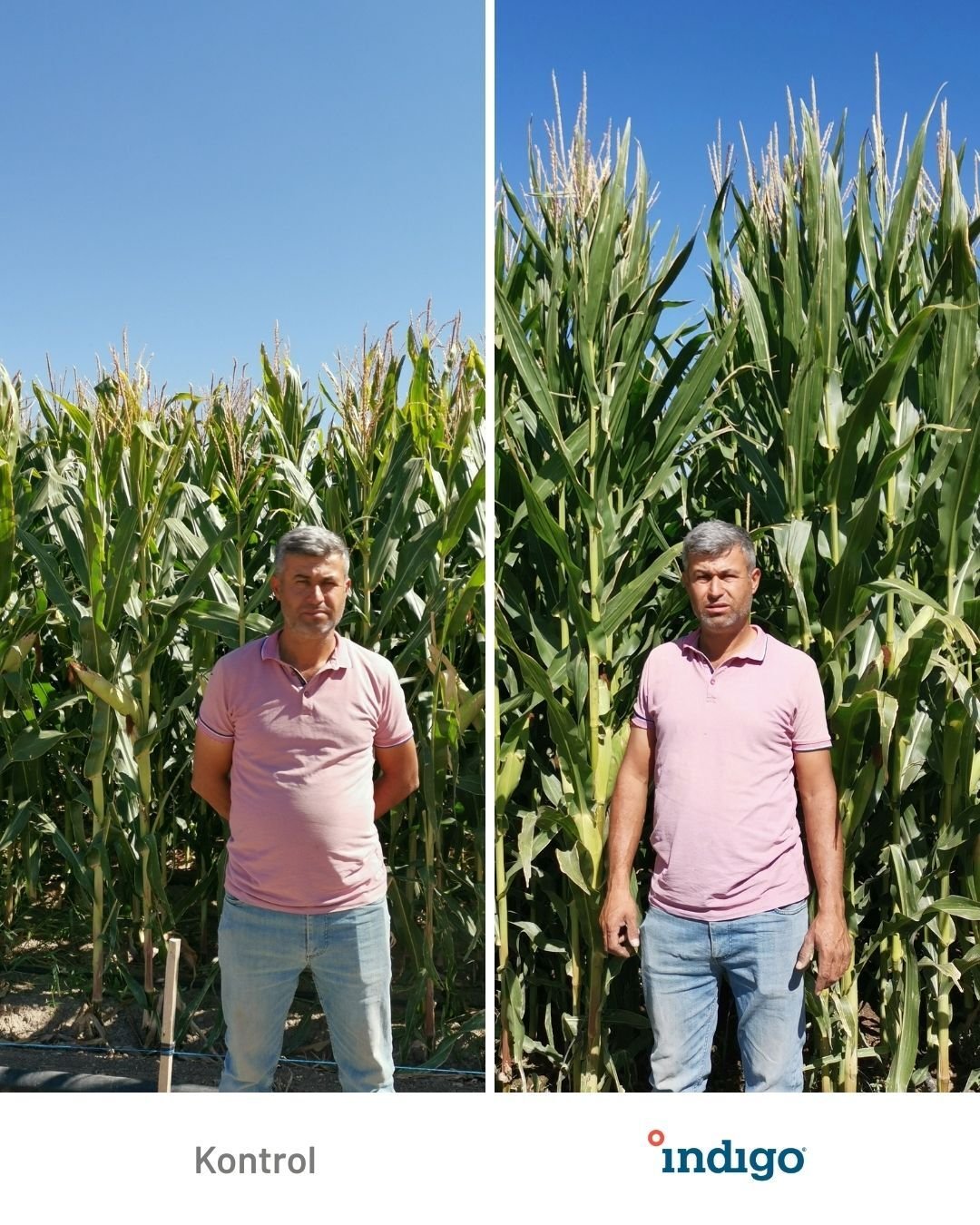Crop Comparisons 2025 Vertical kopyası-Sep-25-2025-11-34-40-7932-AM