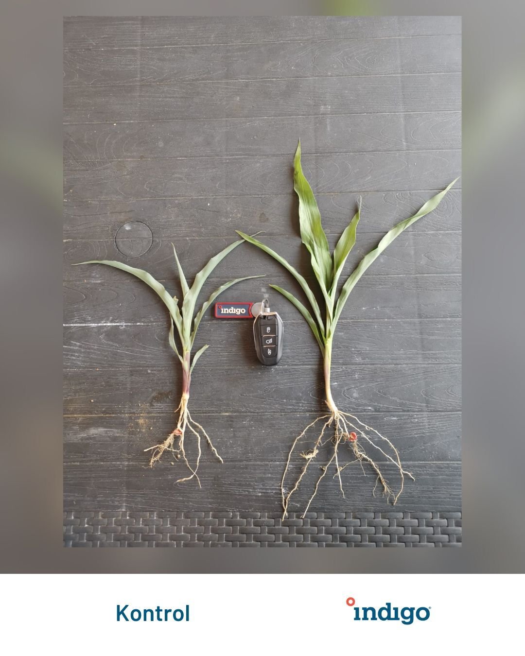 Crop Comparisons 2025 Vertical kopyası..