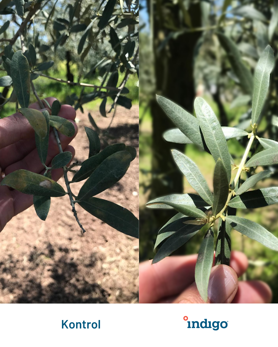 zeytin 1