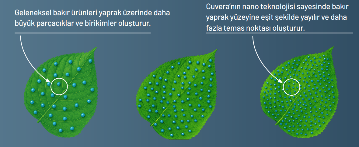 Ekran görüntüsü 2026-06-16 104035-4